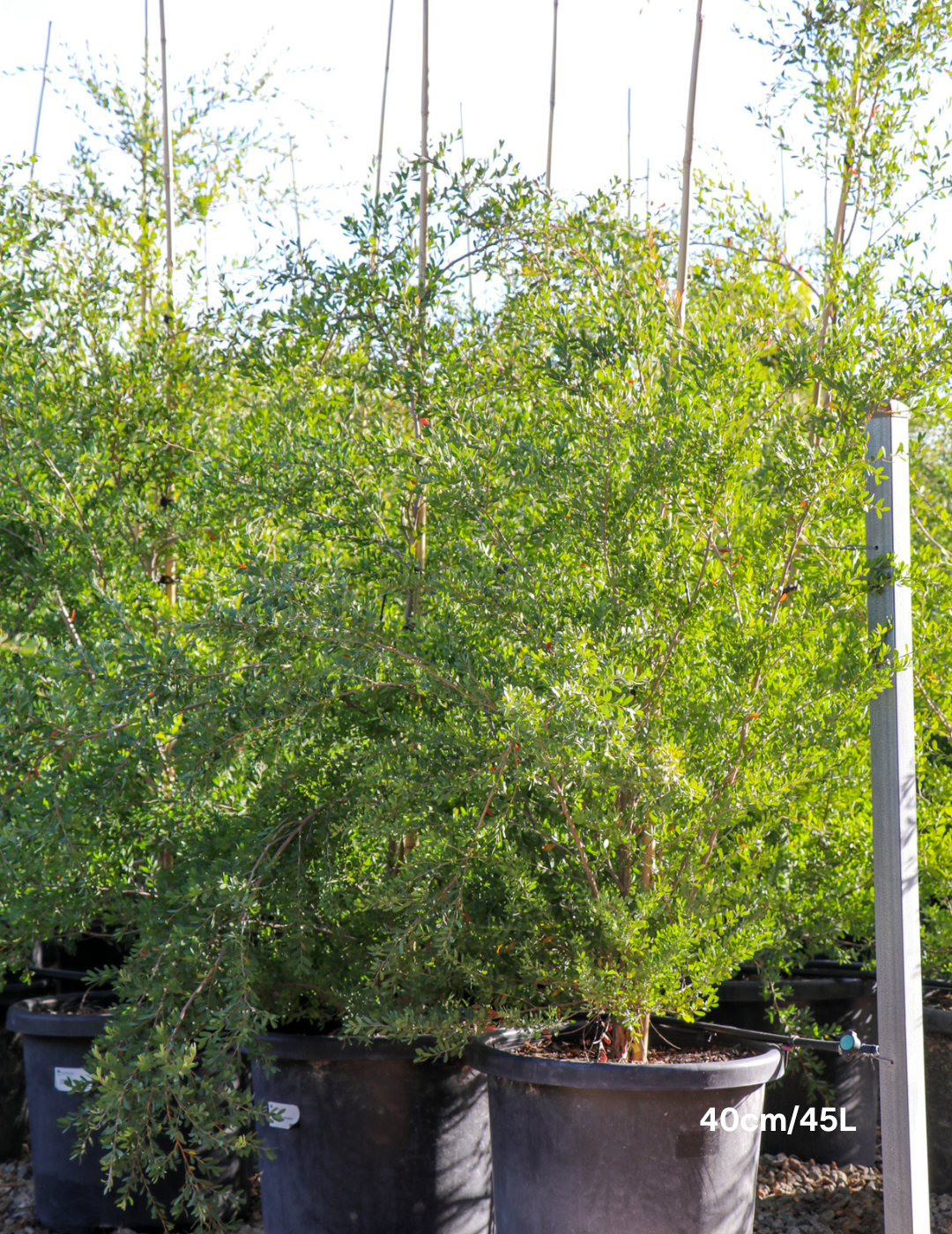 Leptospermum laevigatum - Evergreen Trees Direct