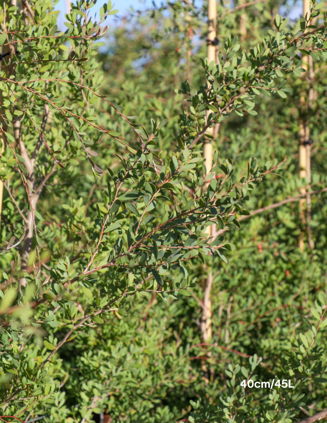 Leptospermum laevigatum - Evergreen Trees Direct