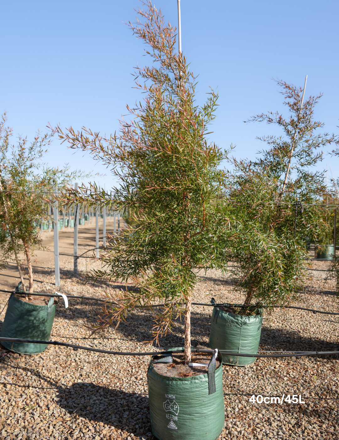Leptospermum petersonii - Evergreen Trees Direct