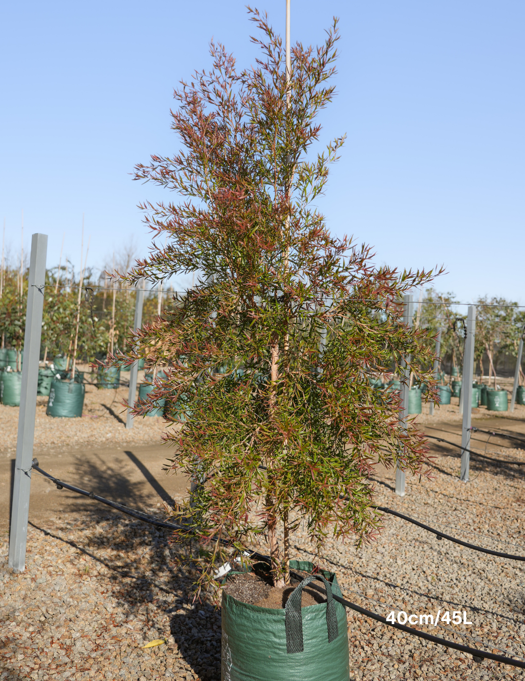 Leptospermum petersonii - Evergreen Trees Direct