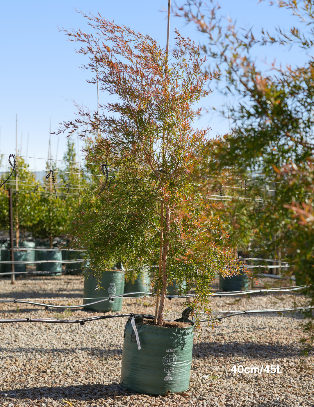 Leptospermum petersonii