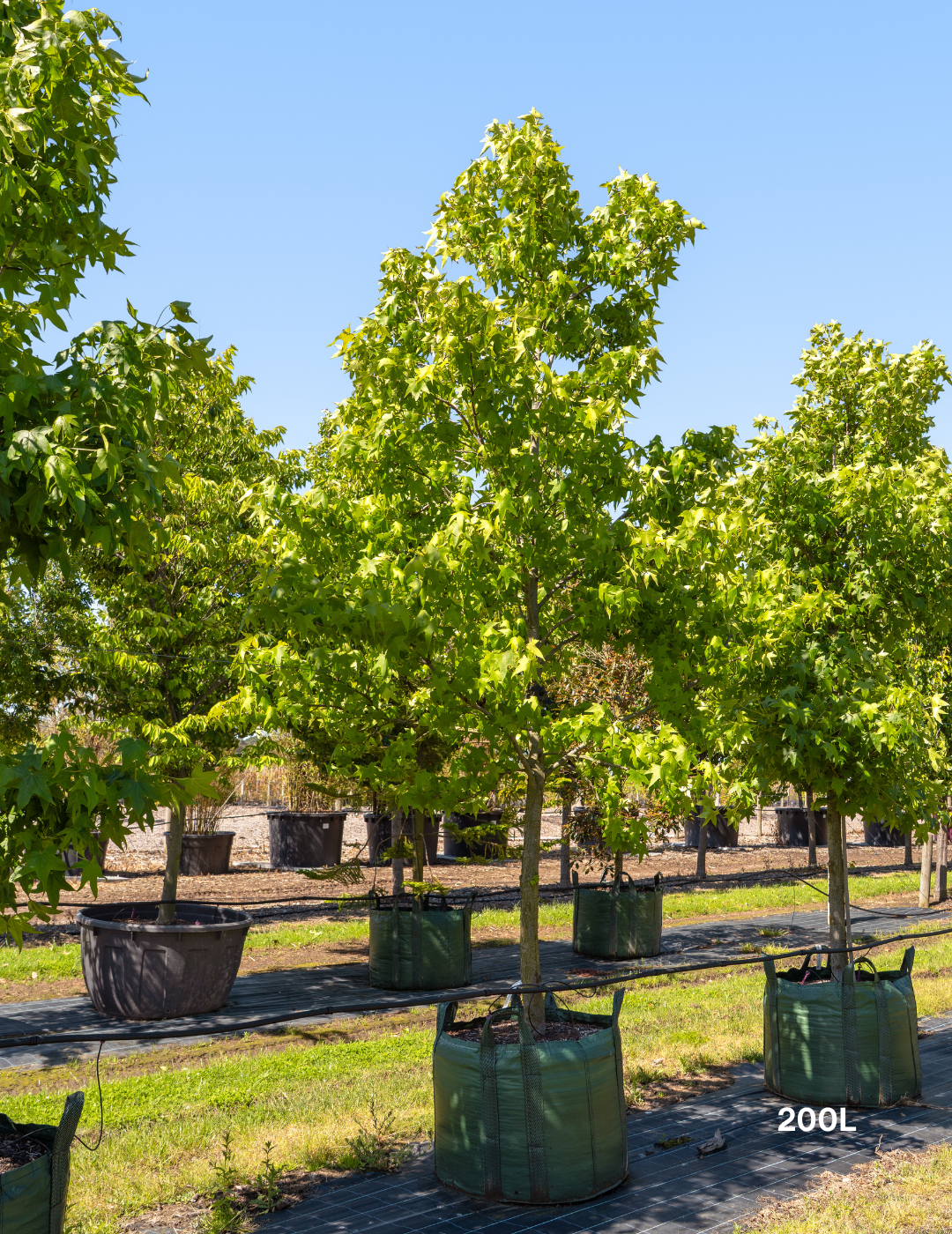 Liquidambar styraciflua Sweetgum