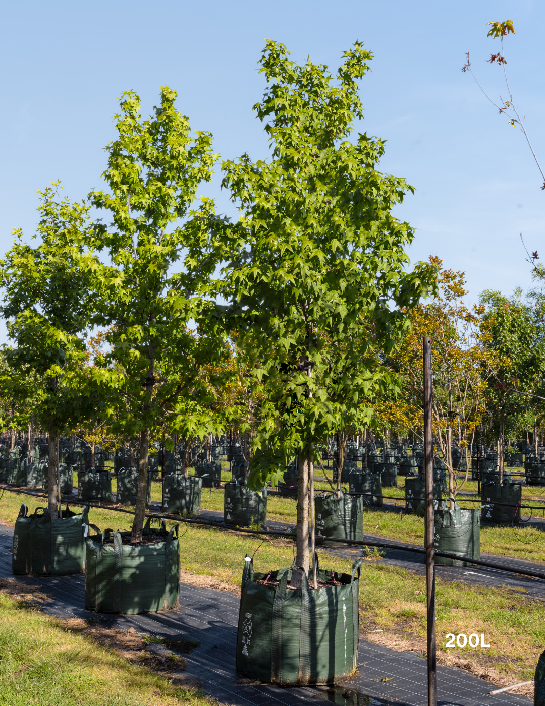 Liquidambar styraciflua Sweetgum
