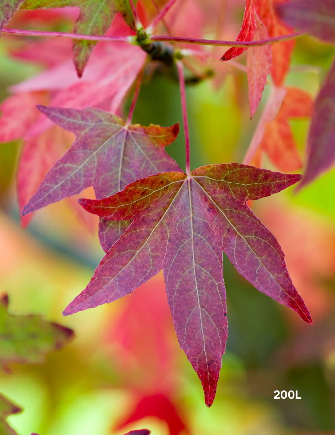 Liquidambar styraciflua Sweetgum