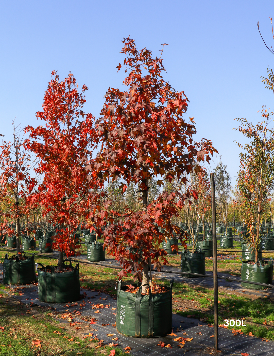 Liquidambar styraciflua - Sweetgum - Evergreen Trees Direct