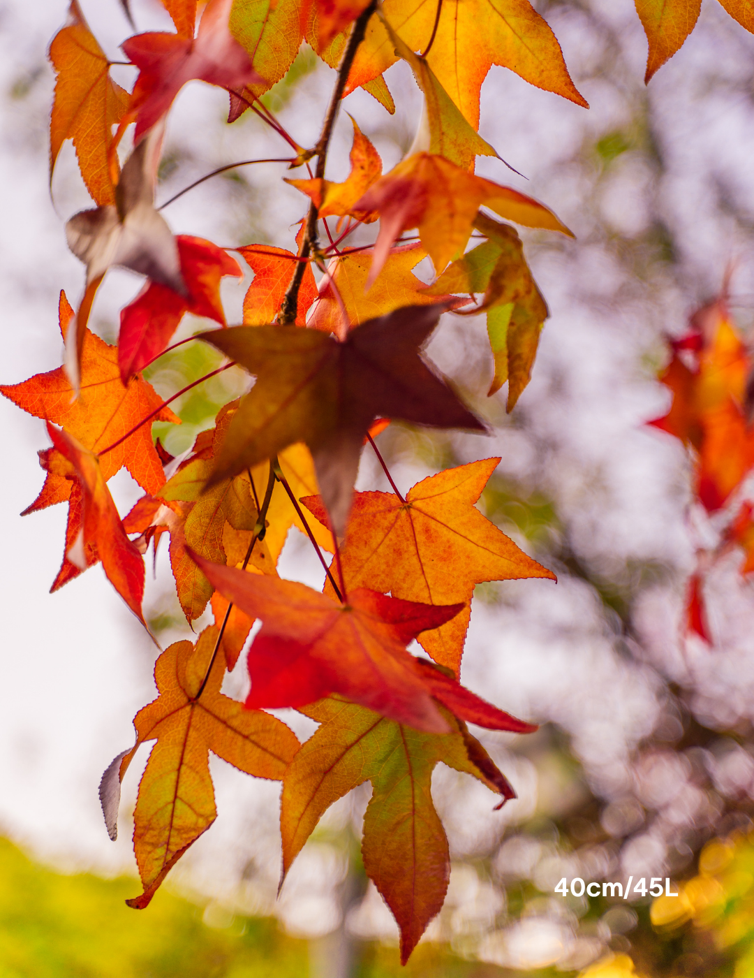 Liquidambar styraciflua - Sweetgum - Evergreen Trees Direct