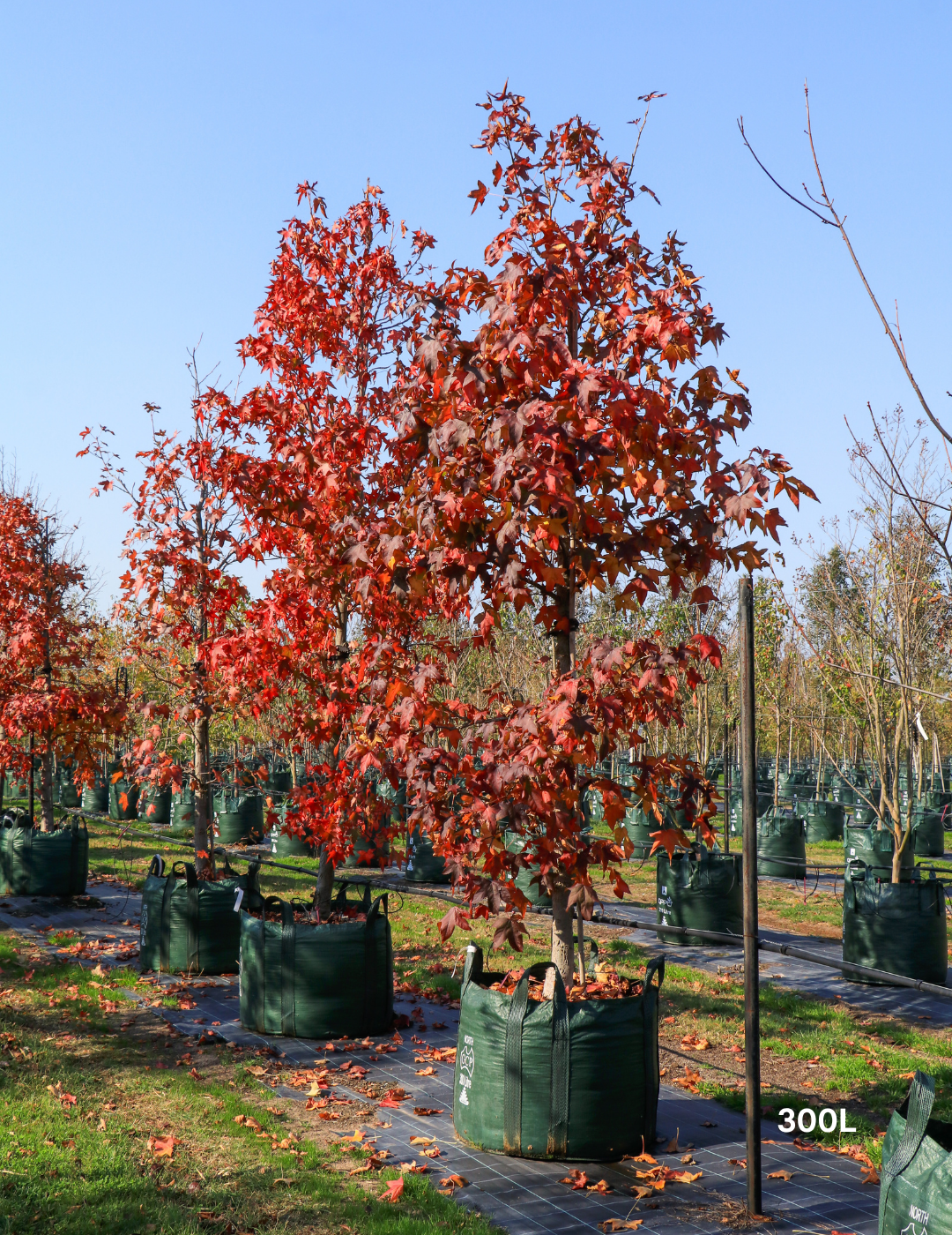 Liquidambar styraciflua - Sweetgum