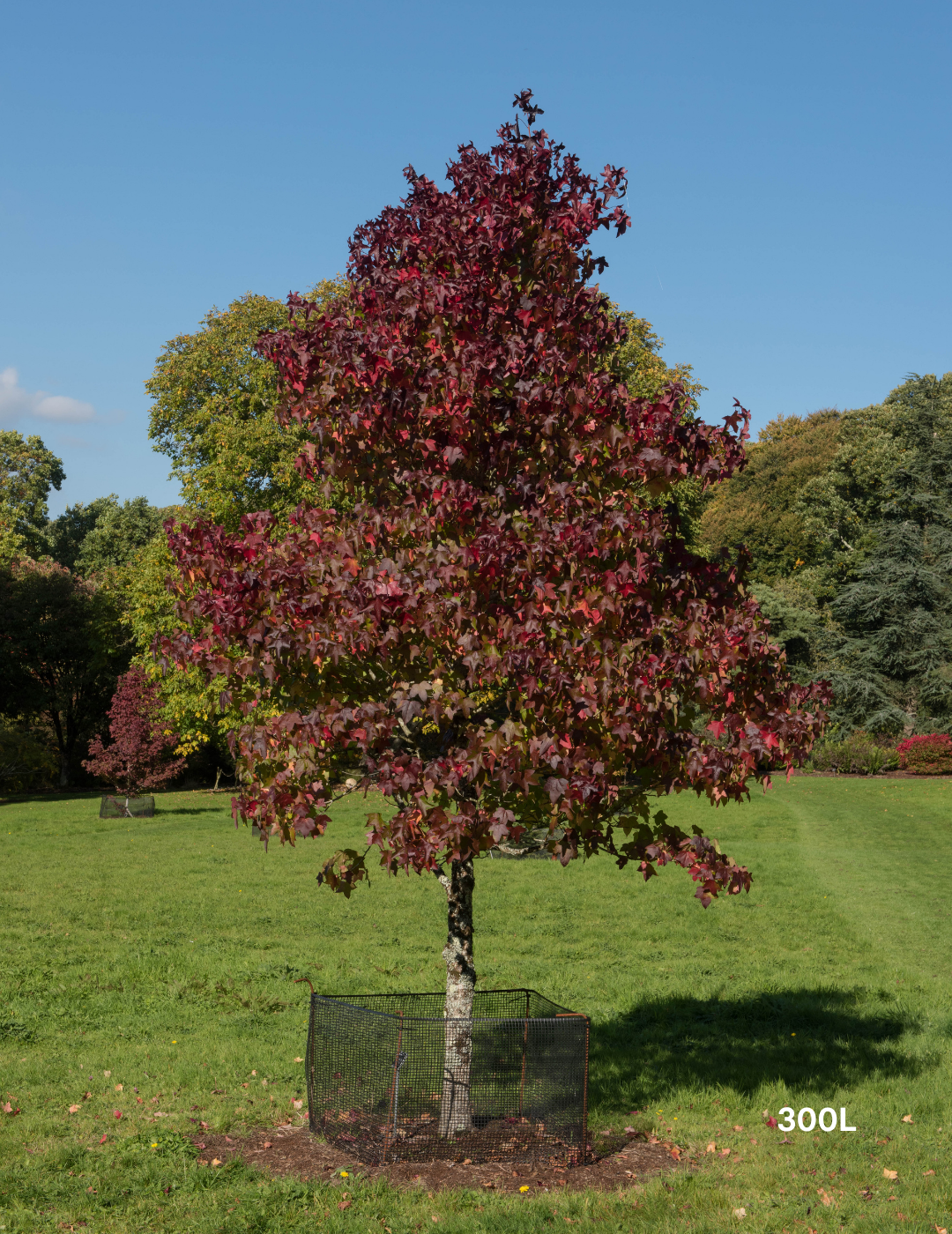 Liquidambar styraciflua - Sweetgum - Evergreen Trees Direct