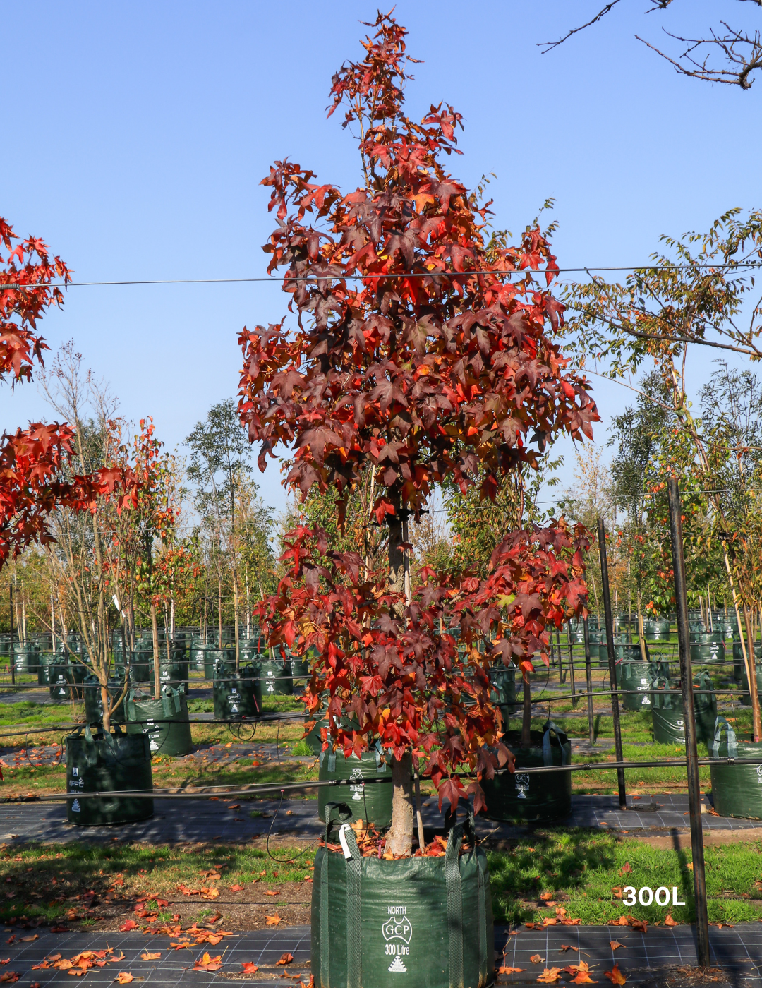 Liquidambar styraciflua - Sweetgum - Evergreen Trees Direct