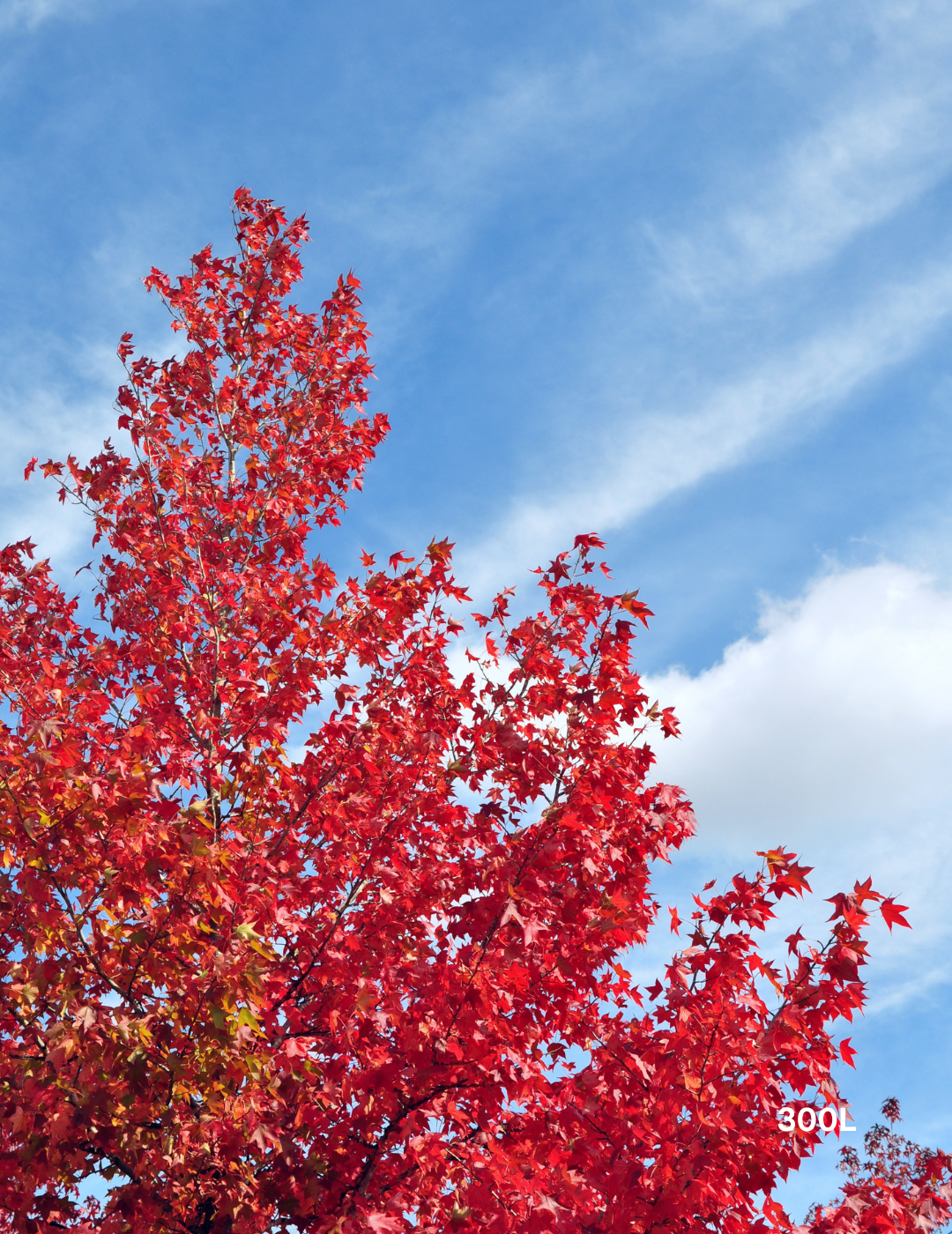 Liquidambar styraciflua - Sweetgum - Evergreen Trees Direct
