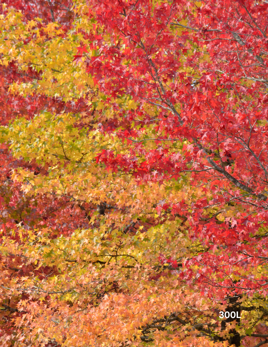 Liquidambar styraciflua - Sweetgum