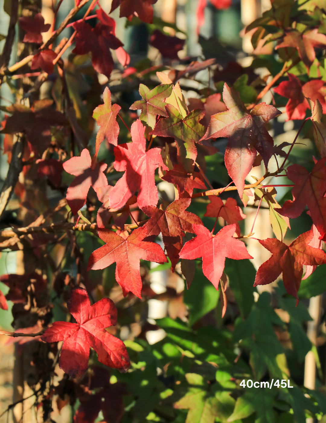 Liquidambar styraciflua - Sweetgum - Evergreen Trees Direct