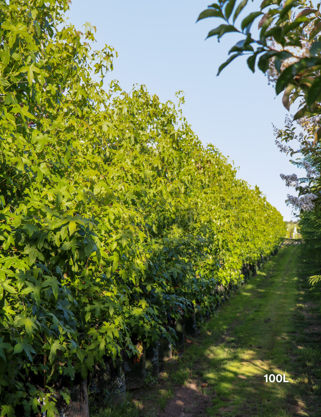 Liquidambar styraciflua - Evergreen Trees Direct