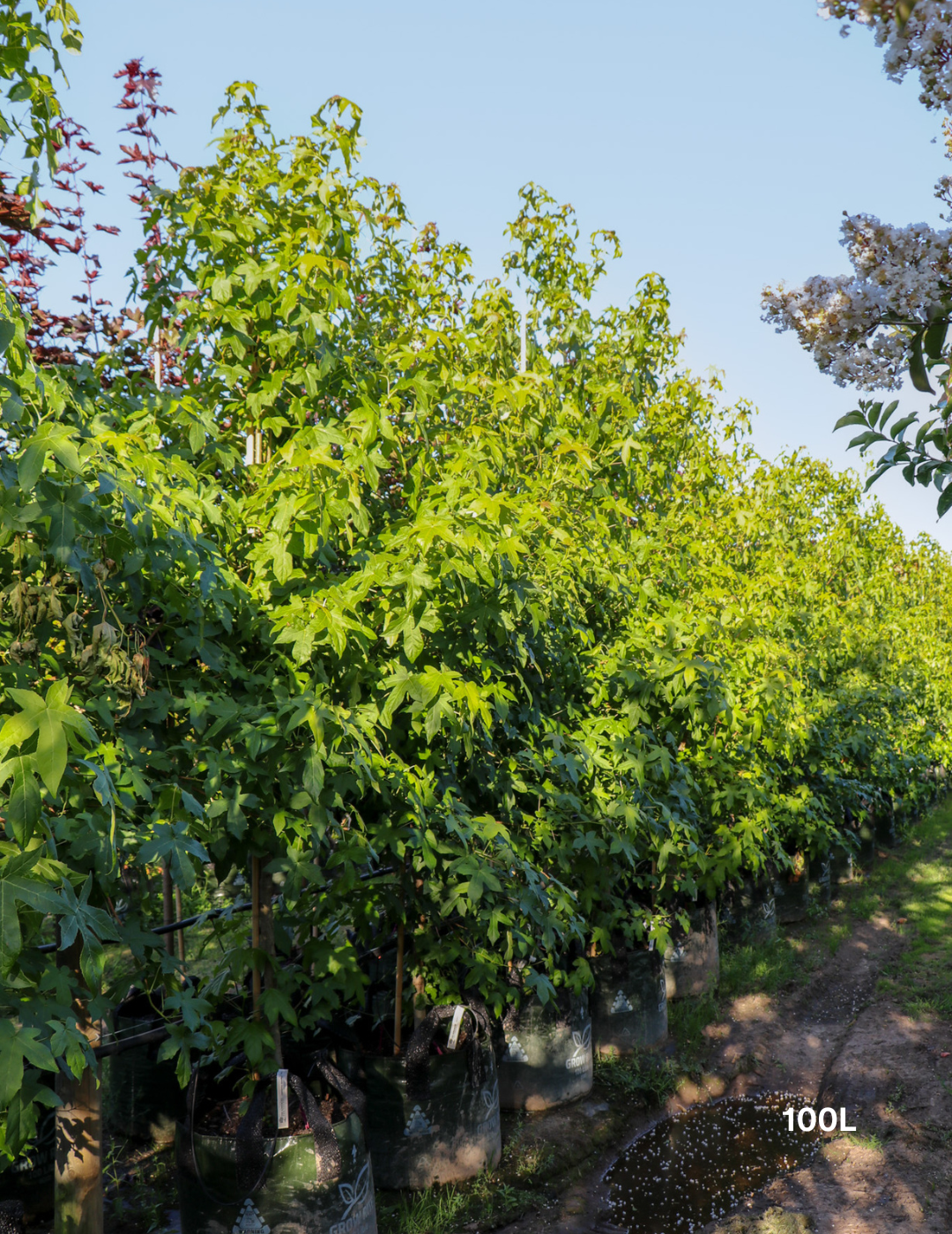 Liquidambar styraciflua - Evergreen Trees Direct