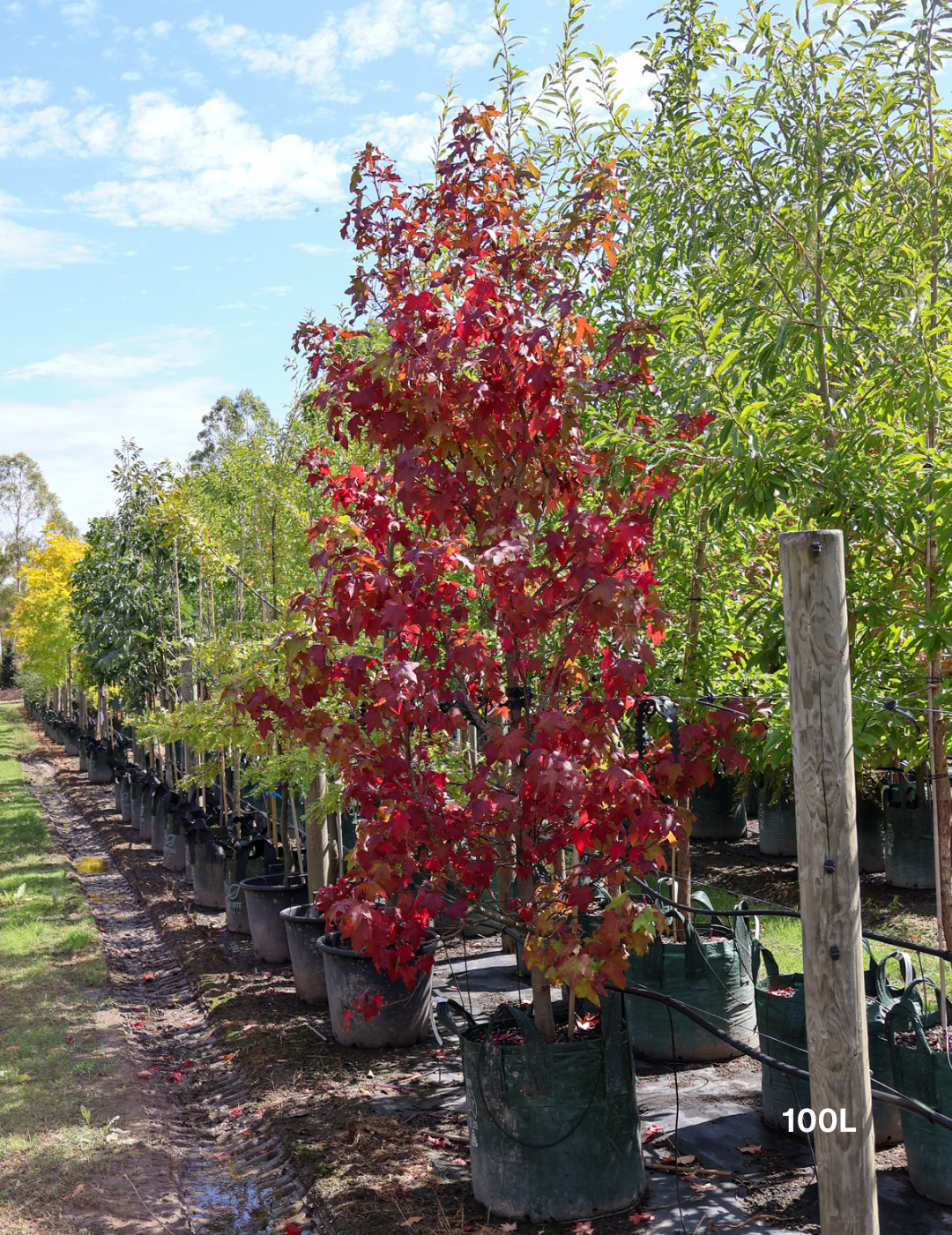 Liquidambar styraciflua - Evergreen Trees Direct