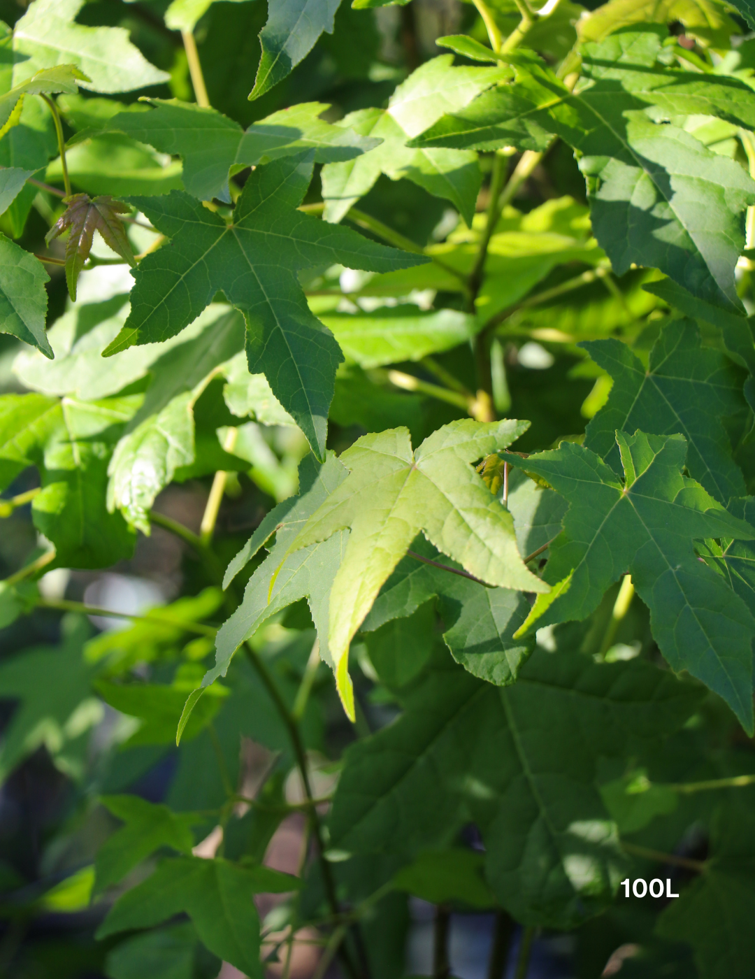 Liquidambar styraciflua Sweetgum