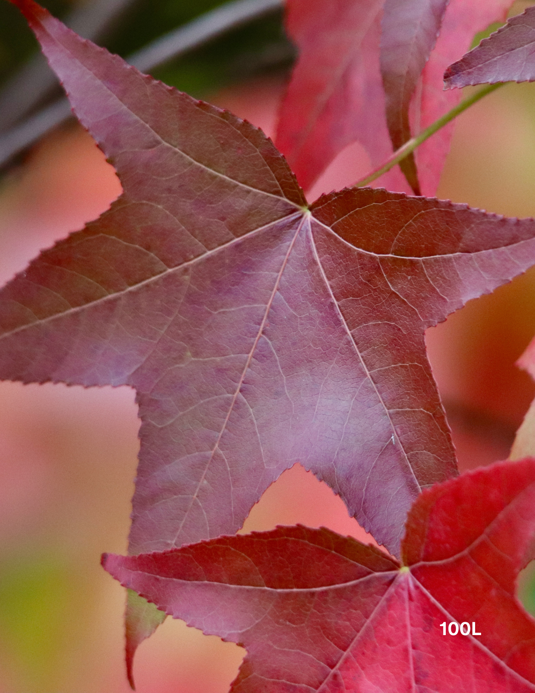 Liquidambar styraciflua - Evergreen Trees Direct