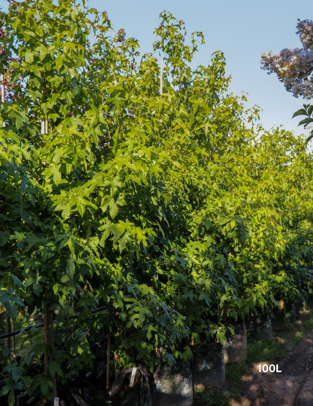 Liquidambar styraciflua Sweetgum