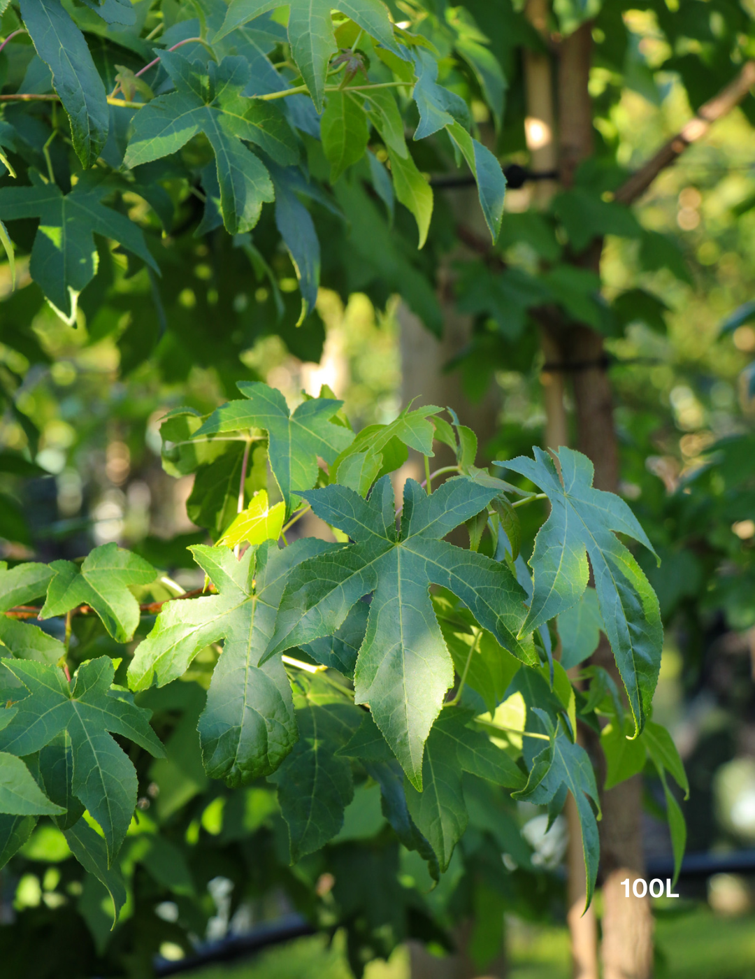 Liquidambar styraciflua - Evergreen Trees Direct