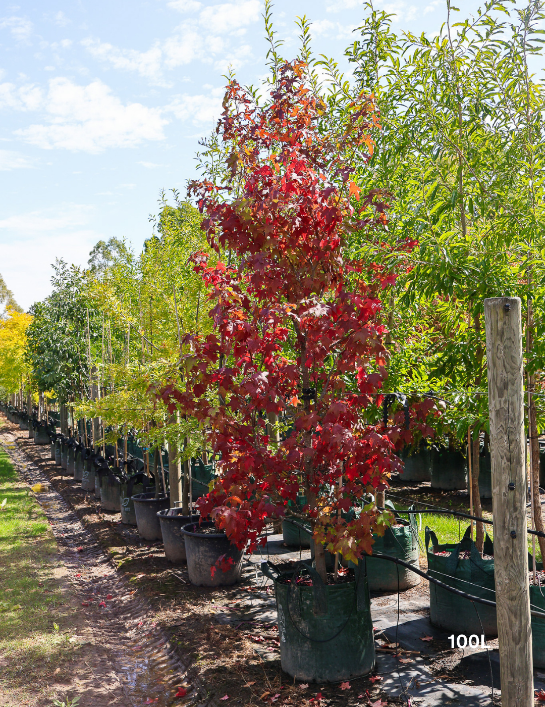 Liquidambar styraciflua Sweetgum