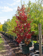 Liquidambar styraciflua | Sweetgum Autumn Shade Tree
