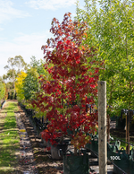 Liquidambar styraciflua | Sweetgum Autumn Shade Tree