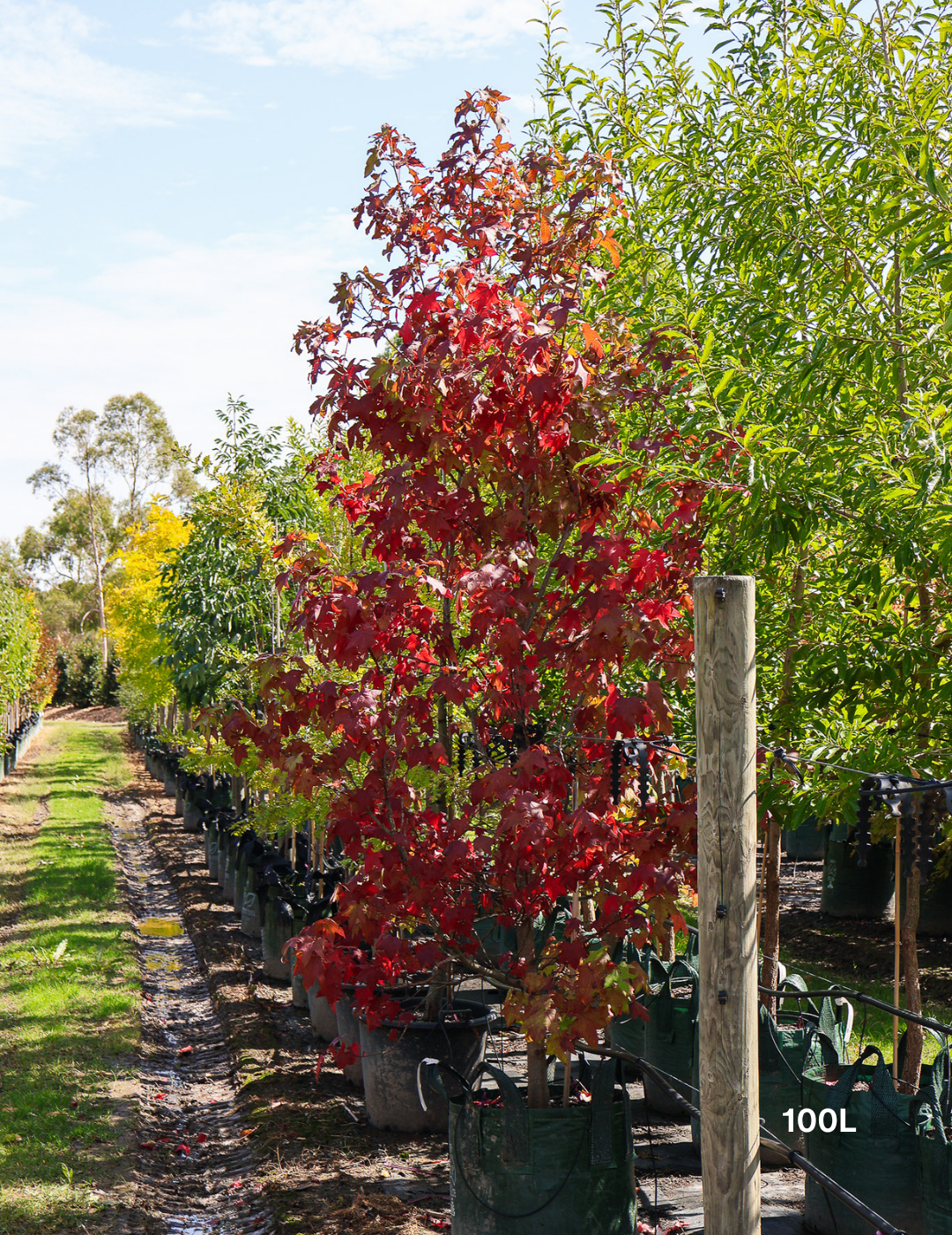 Liquidambar styraciflua Sweetgum
