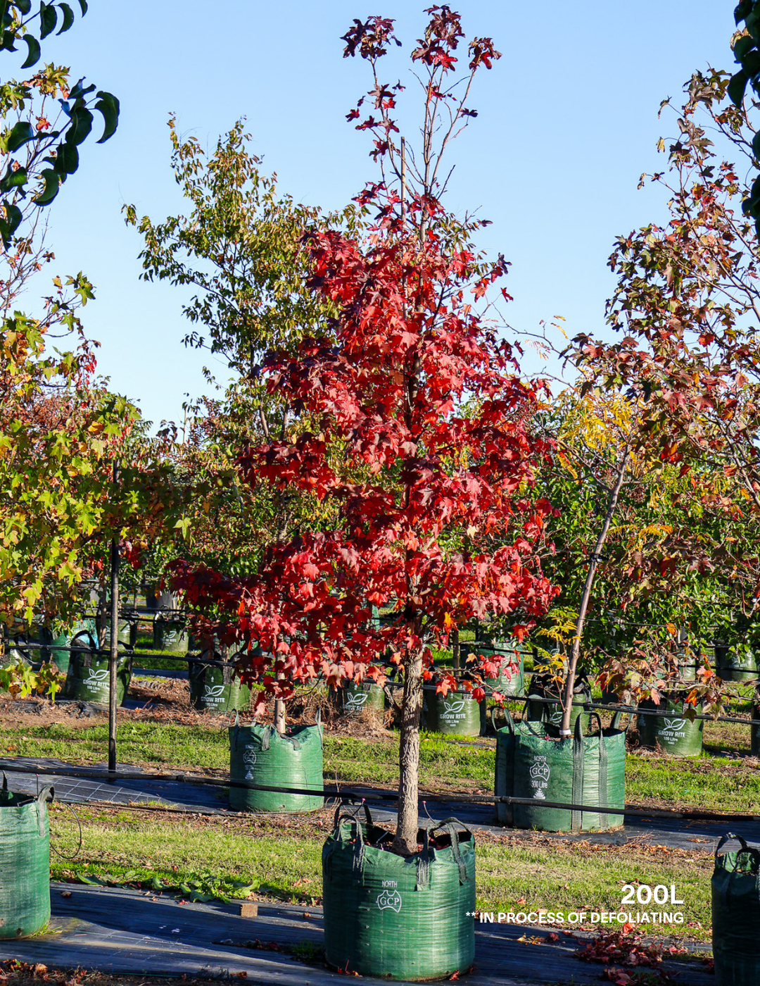 Liquidambar styraciflua - Evergreen Trees Direct