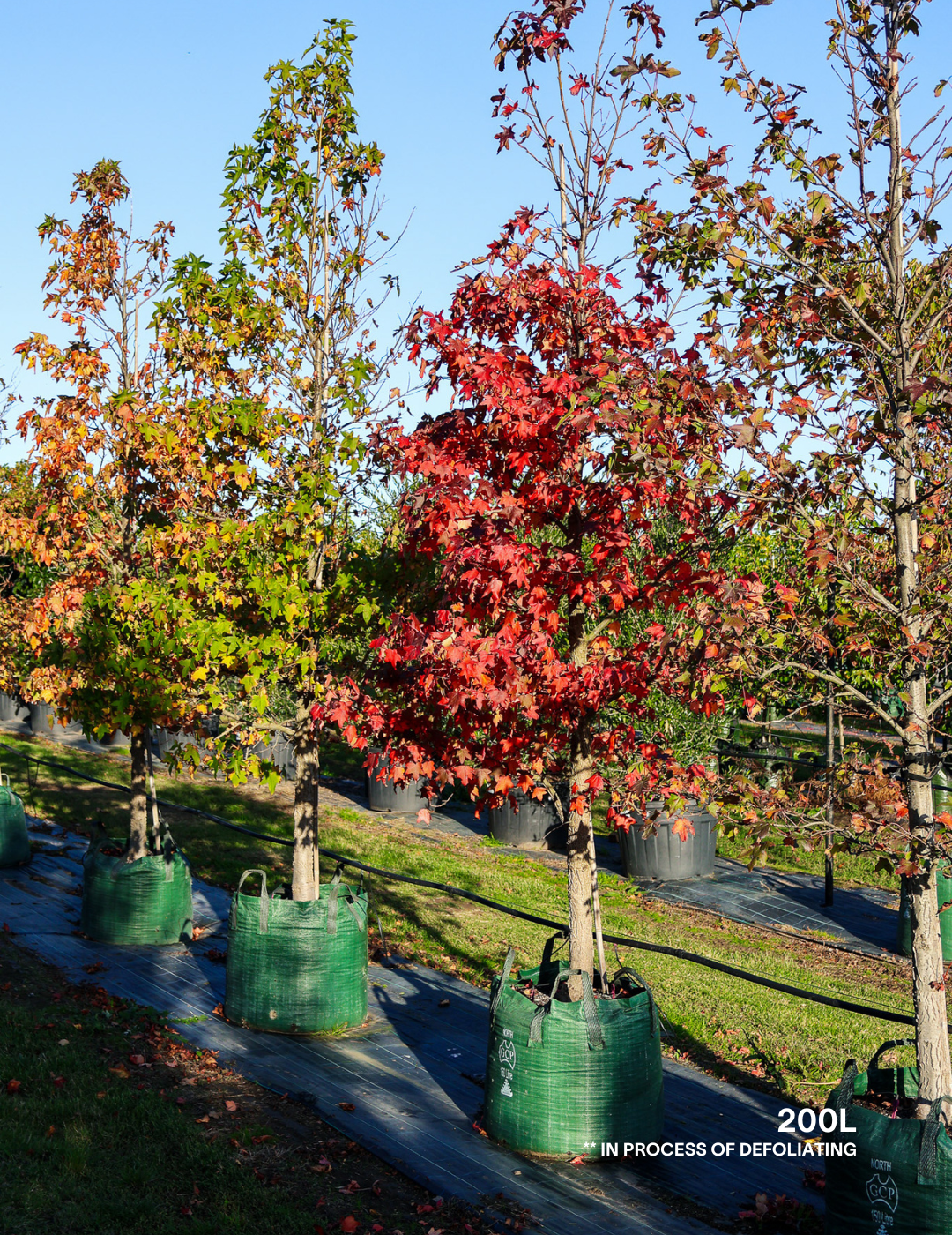 Liquidambar styraciflua - Evergreen Trees Direct