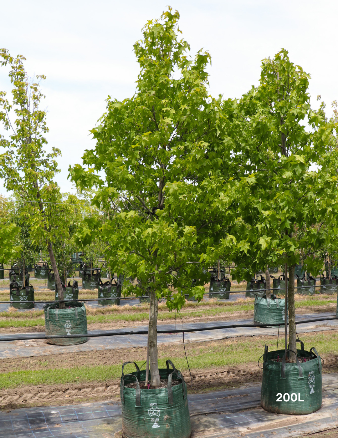Liquidambar styraciflua - Evergreen Trees Direct
