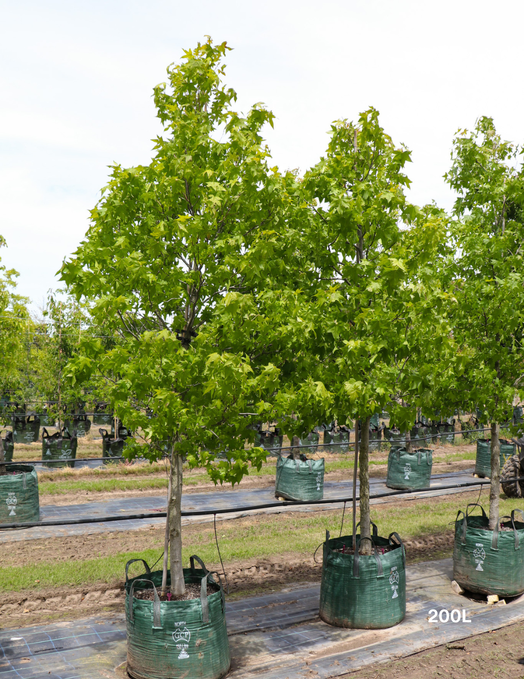Liquidambar styraciflua - Evergreen Trees Direct