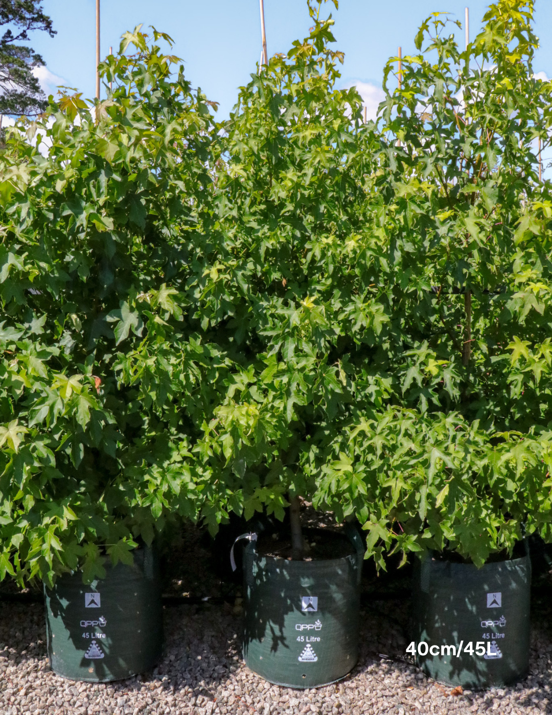 Liquidambar styraciflua - Evergreen Trees Direct