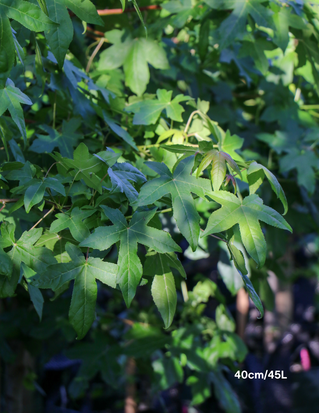 Liquidambar styraciflua - Evergreen Trees Direct