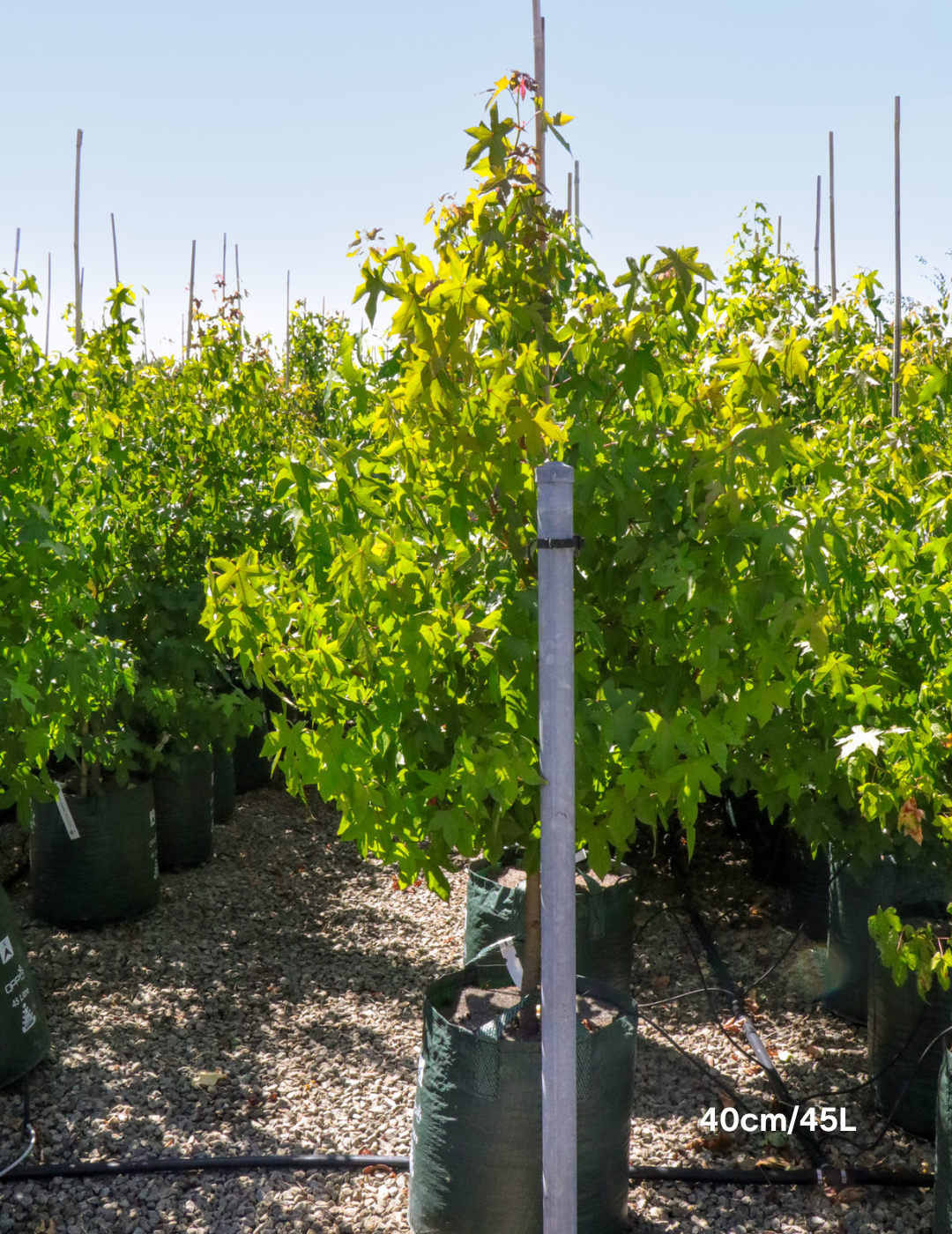 Liquidambar styraciflua - Evergreen Trees Direct