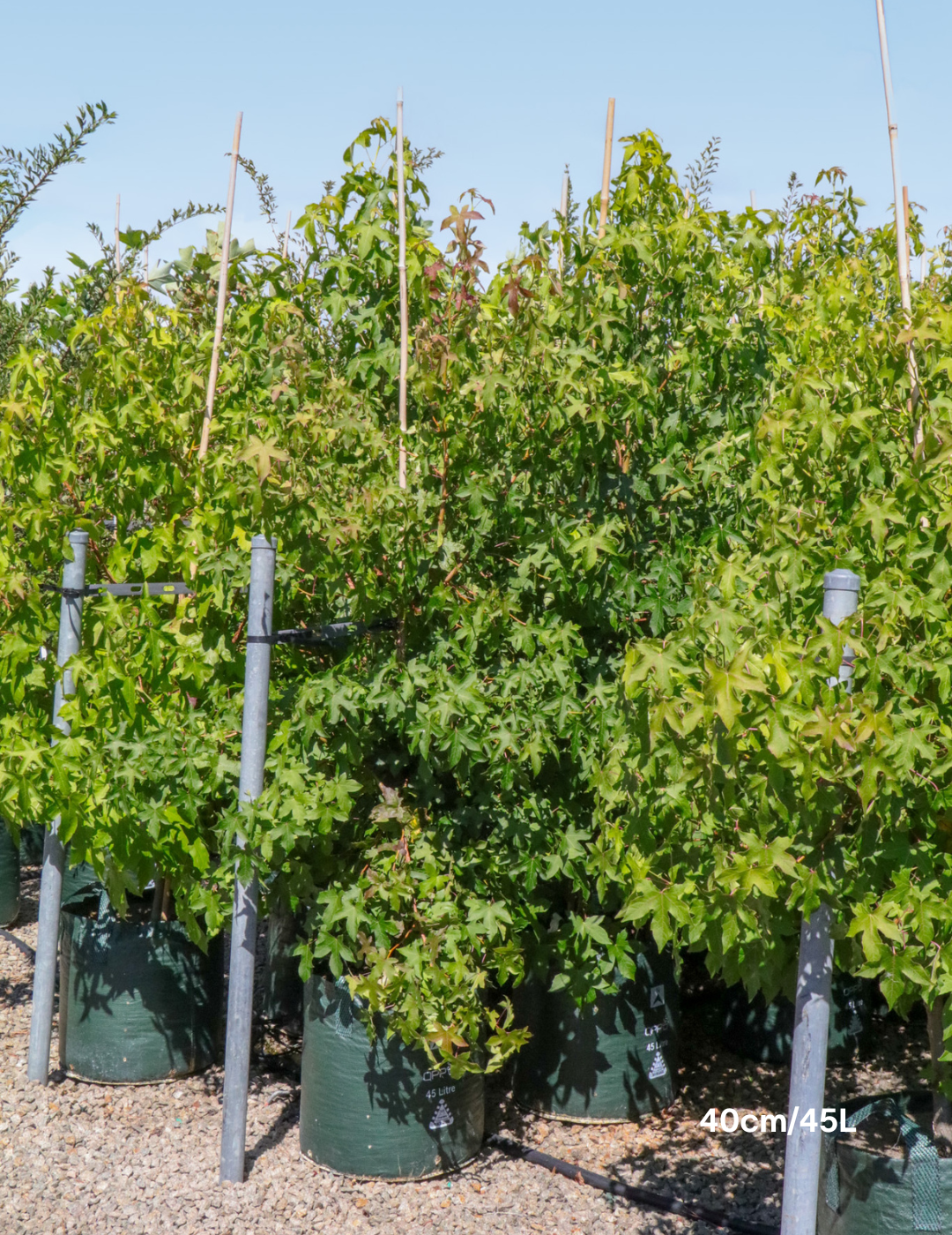 Liquidambar styraciflua - Evergreen Trees Direct