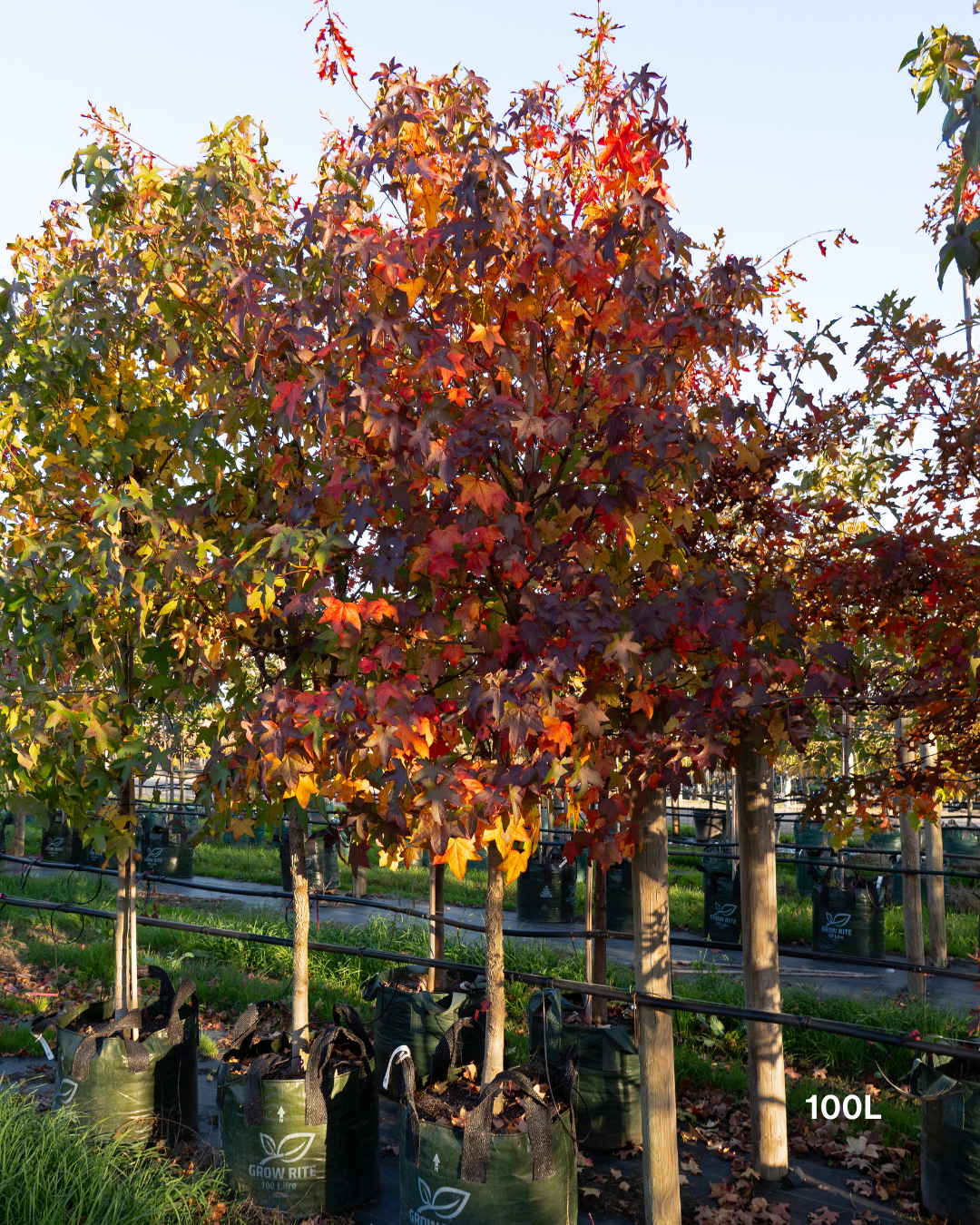 Liquidambar styraciflua Sweetgum