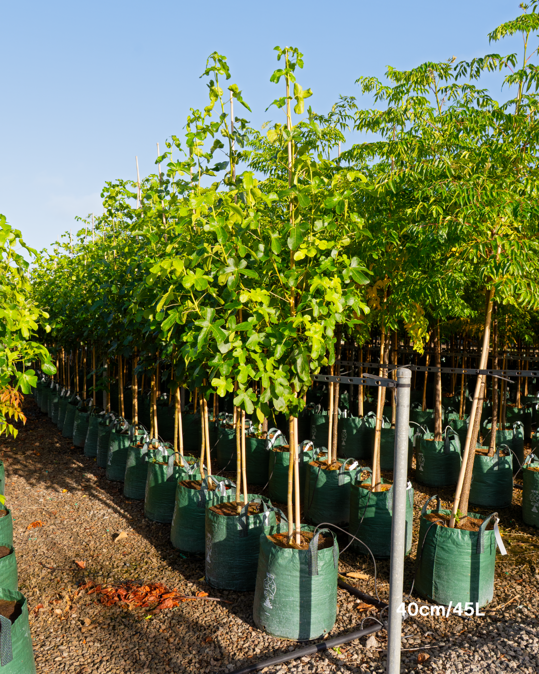 Liquidambar styraciflua 'Rotundiloba' – Fruitless Sweetgum