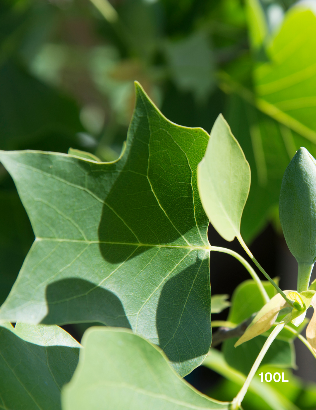 Liriodendron tulipifera - Evergreen Trees Direct