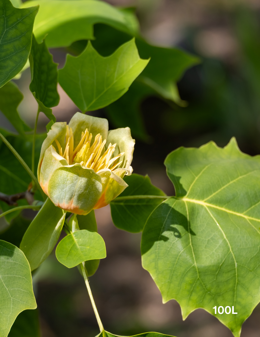 Liriodendron tulipifera - Evergreen Trees Direct