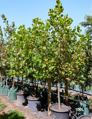 Liriodendron tulipifera - Evergreen Trees Direct