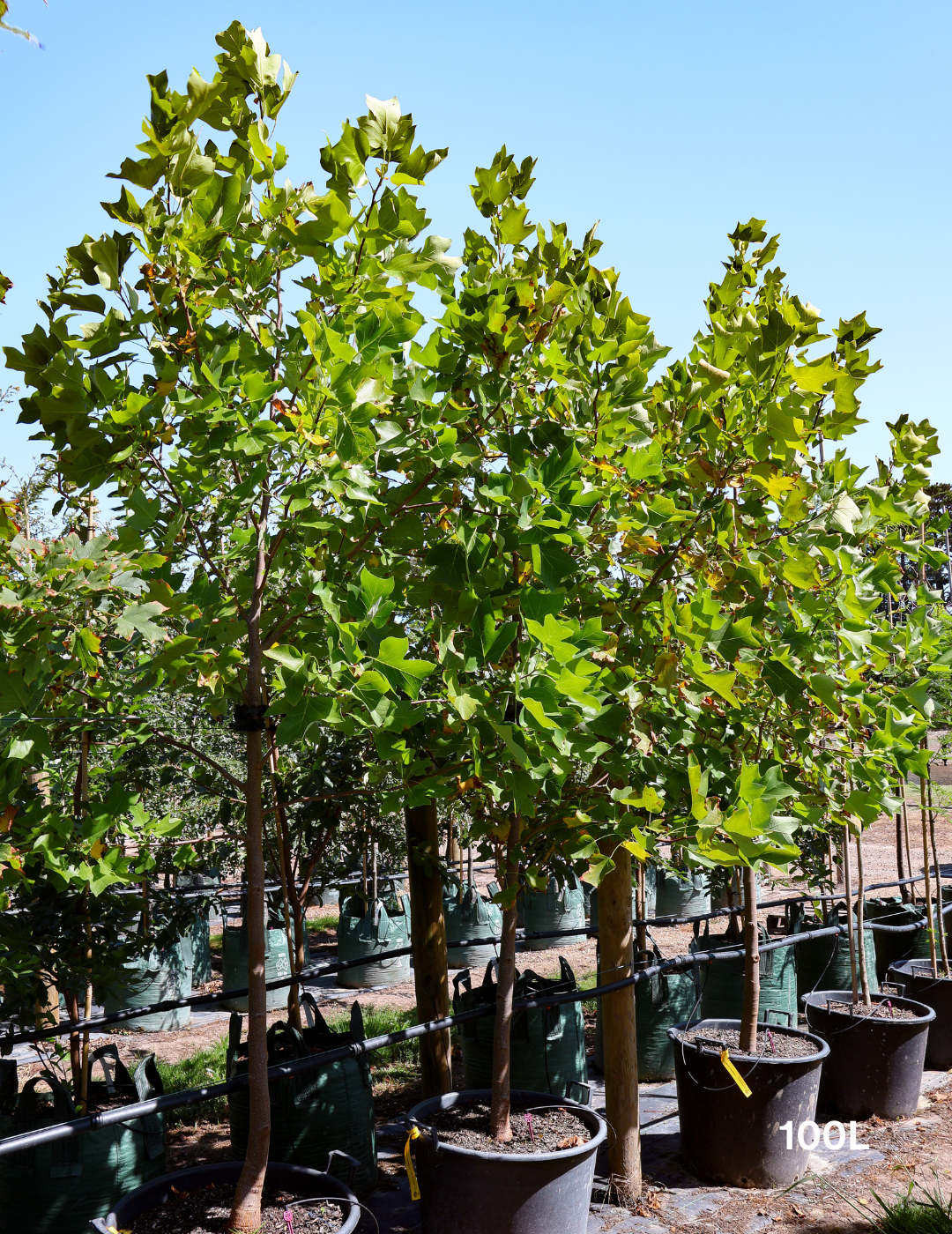Liriodendron tulipifera - Evergreen Trees Direct