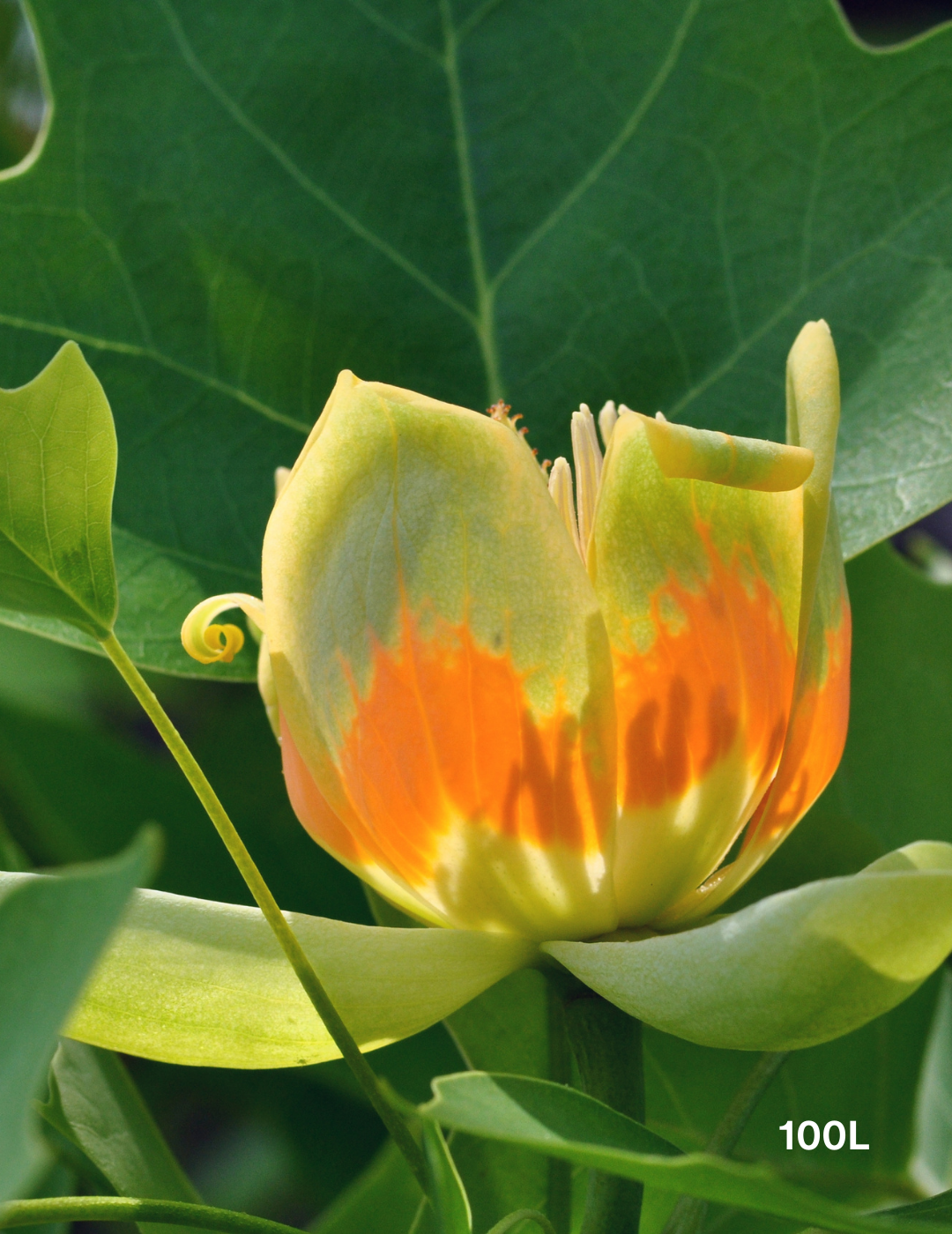 Liriodendron tulipifera - Evergreen Trees Direct