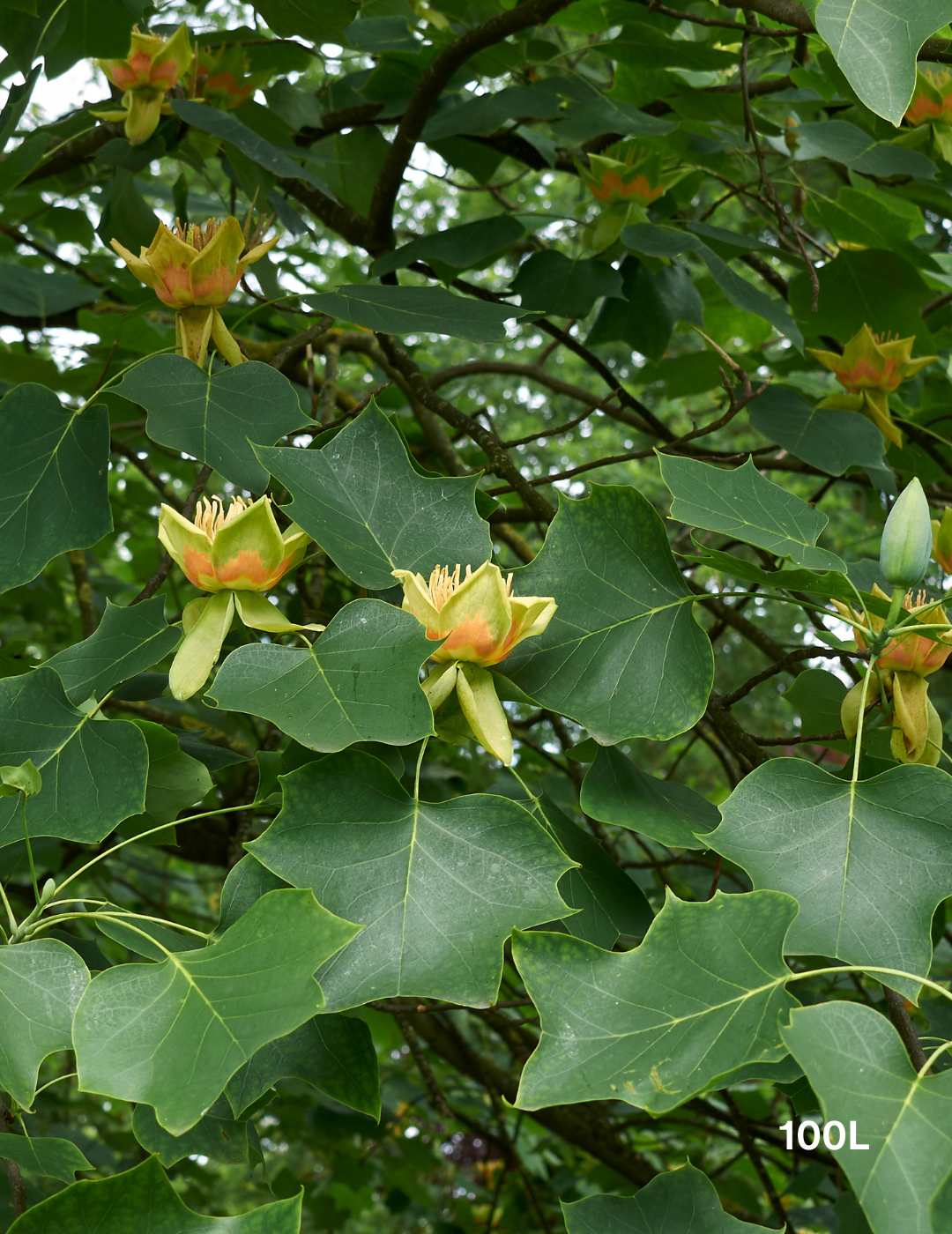 Liriodendron tulipifera - Evergreen Trees Direct