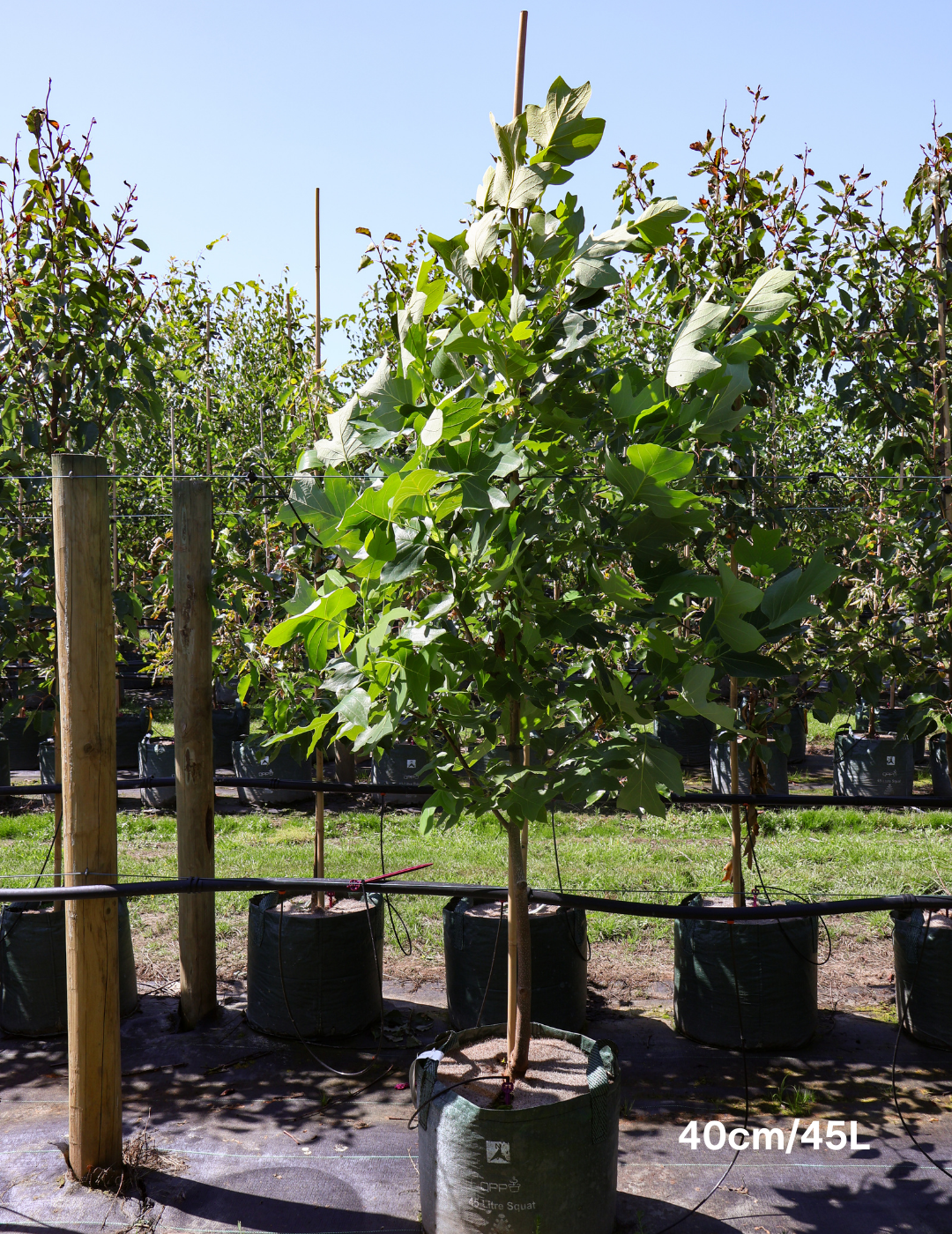 Liriodendron tulipifera - Evergreen Trees Direct