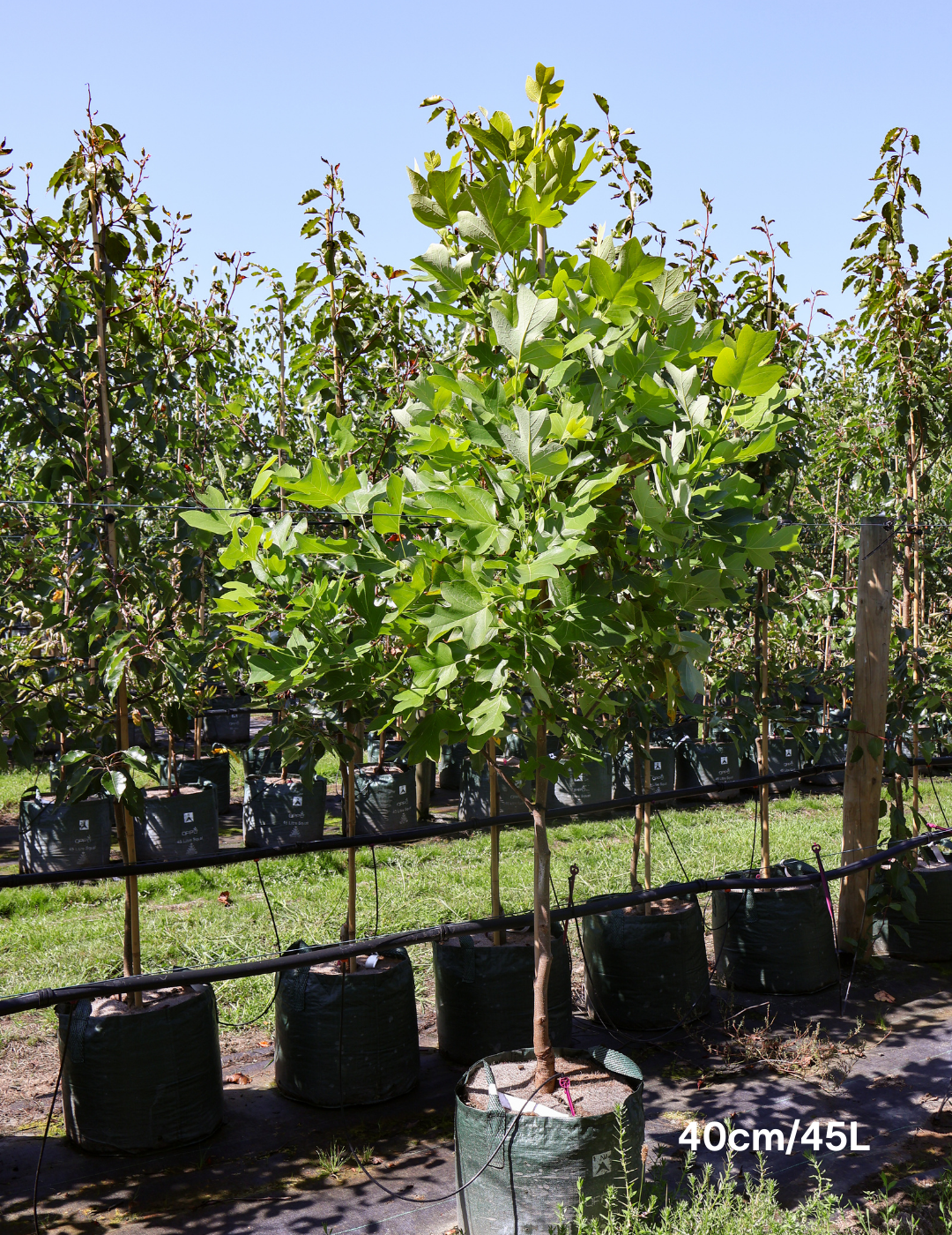 Liriodendron tulipifera - Evergreen Trees Direct