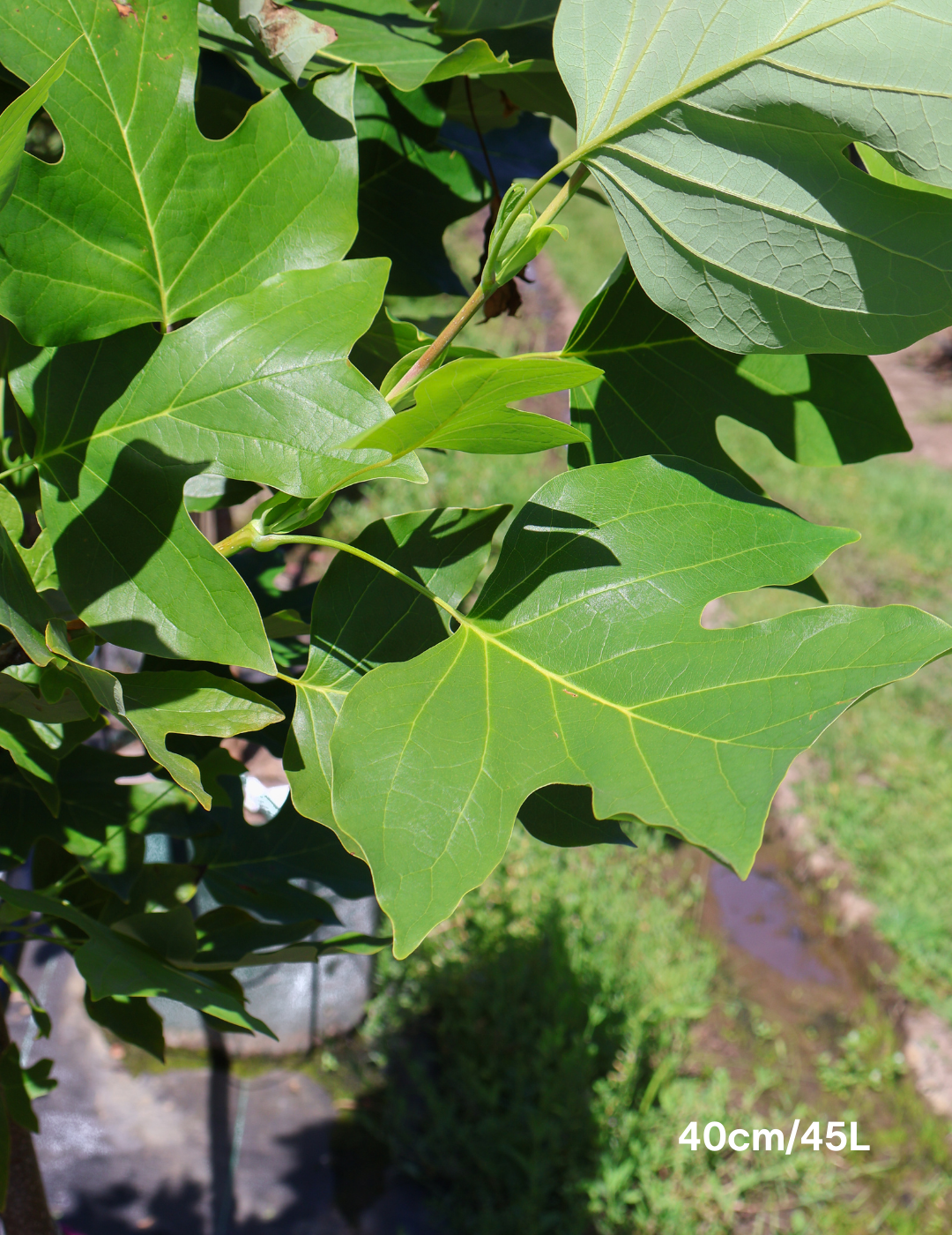 Liriodendron tulipifera - Evergreen Trees Direct