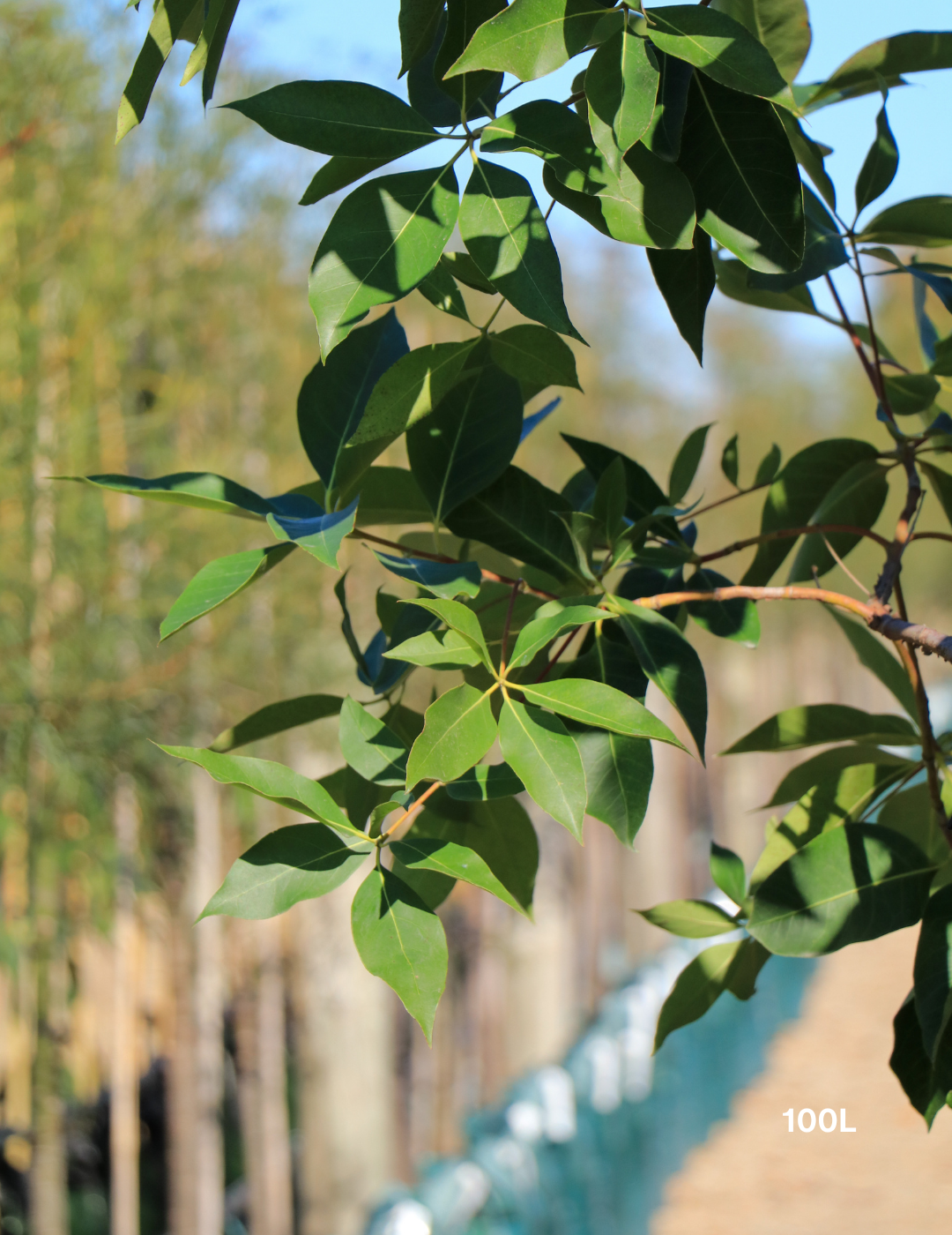 Lophostemon confertus (Queensland Brush Box) - Evergreen Trees Direct