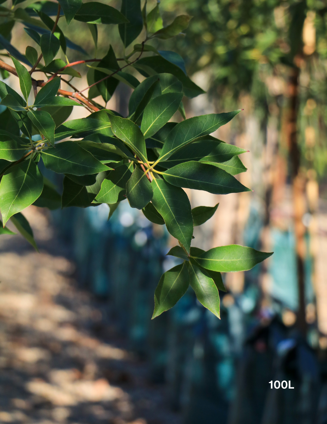 Lophostemon confertus (Queensland Brush Box) - Evergreen Trees Direct