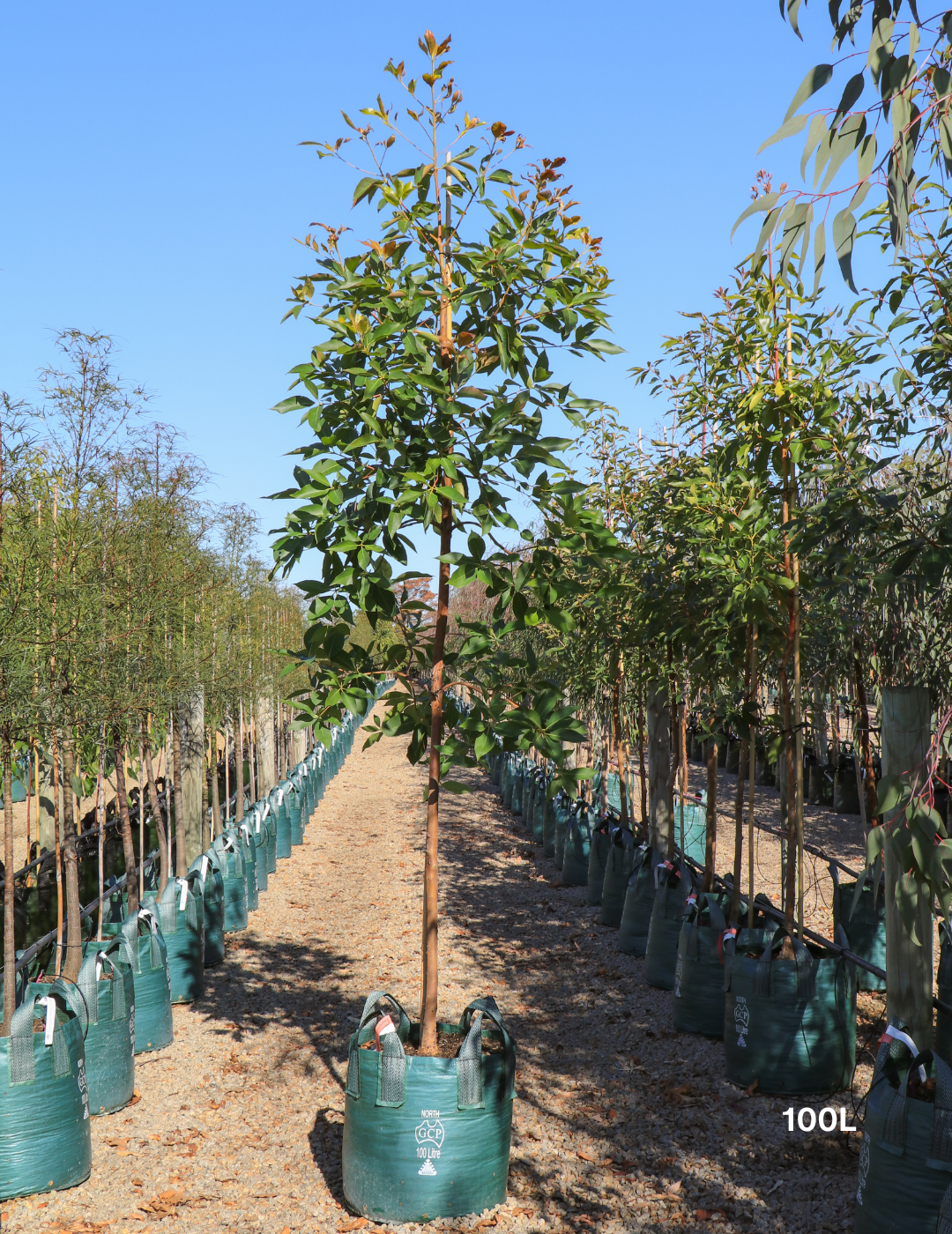 Lophostemon confertus (Queensland Brush Box) - Evergreen Trees Direct