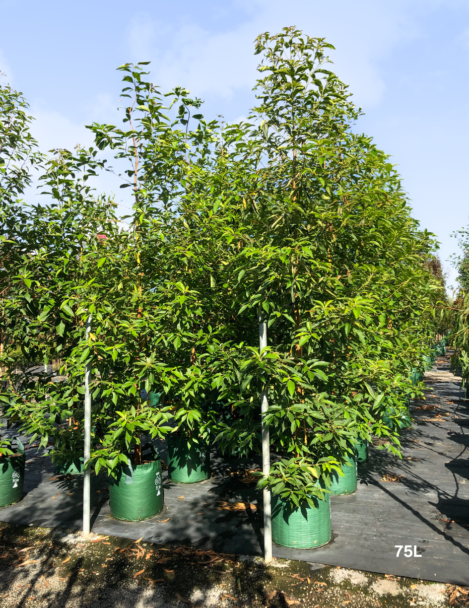 Lophostemon confertus (Queensland Brush Box) - Evergreen Trees Direct